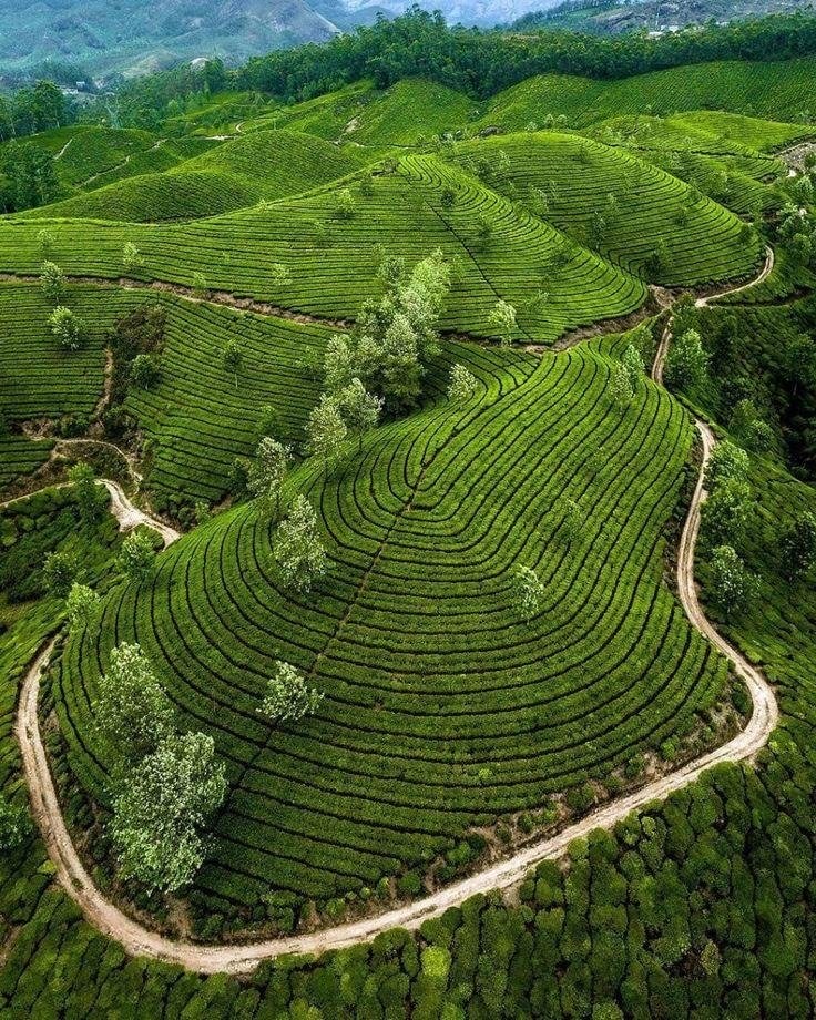 Aerial view of rolling tea estates in Munnar, Kerala