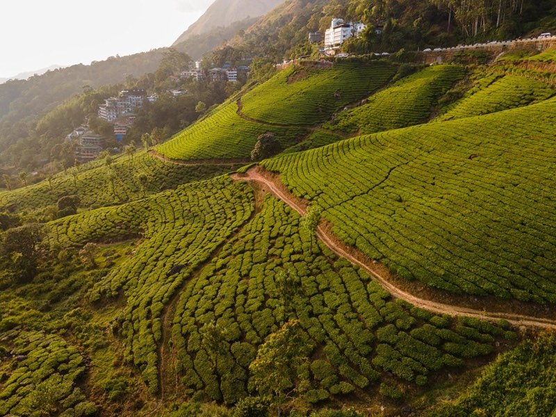 Tea garden slopes and a winding path in Munnar